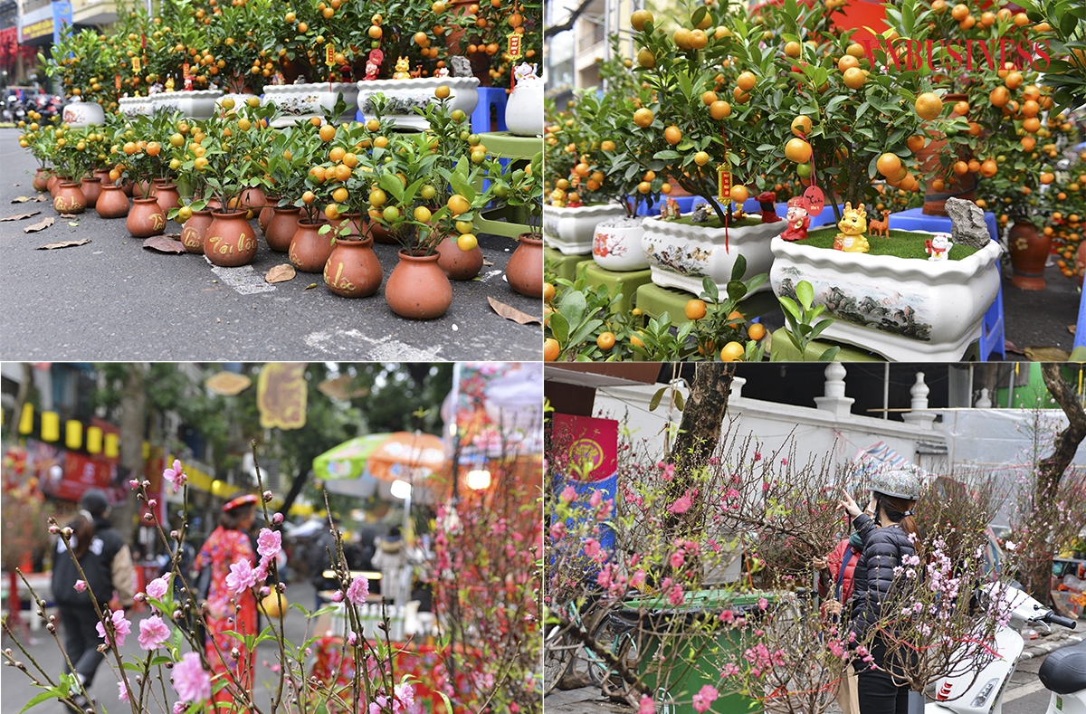 Những chậu quất mini, quất bonsai, cành đào mini, được bày bán dọc hai bên đường phố Hàng Cót, Hàng Lược. Giá một cây quất cảnh dao động từ 300.000 đồng đến 1 triệu đồng, tùy theo kích cỡ, kiểu dáng.