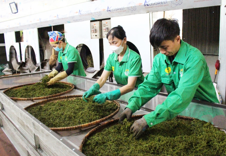Người trồng chè đang ứng dụng hiệu quả công nghệ vào sản xuất, nâng cao giá trị kinh tế.