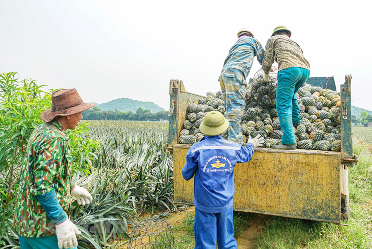 Sự phát triển của nông nghiệp công nghệ cao, an toàn sinh thái đang tạo điểm tựa để Ninh Bình phát triển du lịch sinh thái, trải nghiệm.