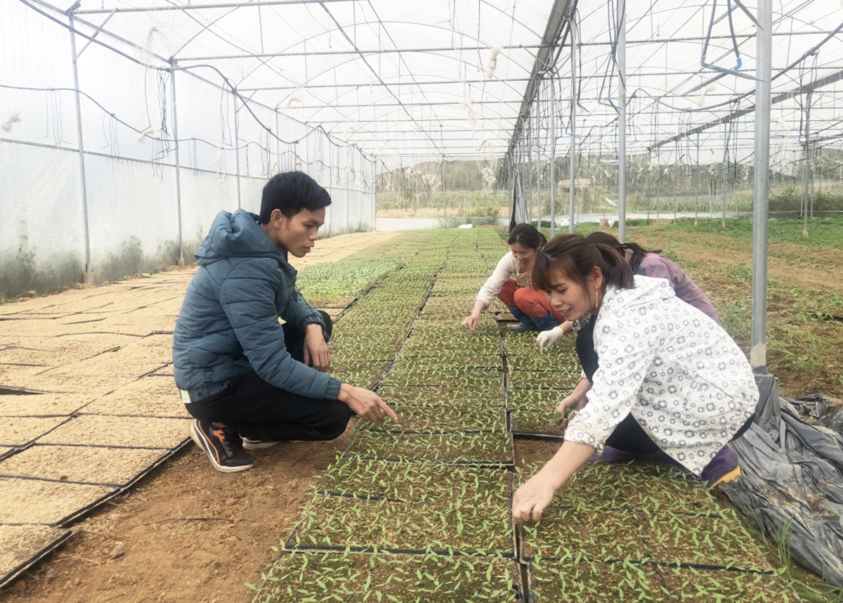 Nông nghiệp công nghệ cao đang có những bước tiến tích cực trên địa bàn tỉnh Cao Bằng &lpar;Ảnh: BCB&rpar;.