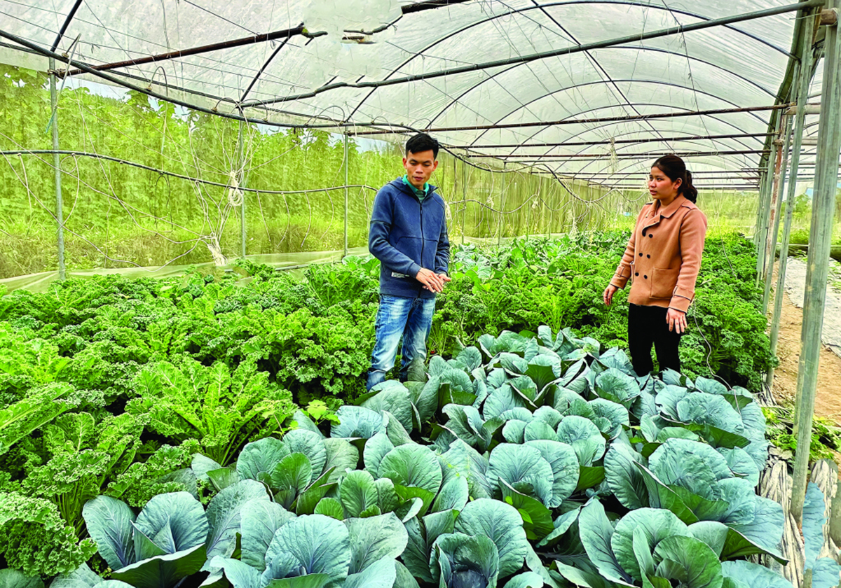 Nhiều mô hình khởi nghiệp thành công với nông nghiệp công nghệ cao trên địa bàn tỉnh Cao Bằng &lpar;Ảnh: BCB&rpar;.