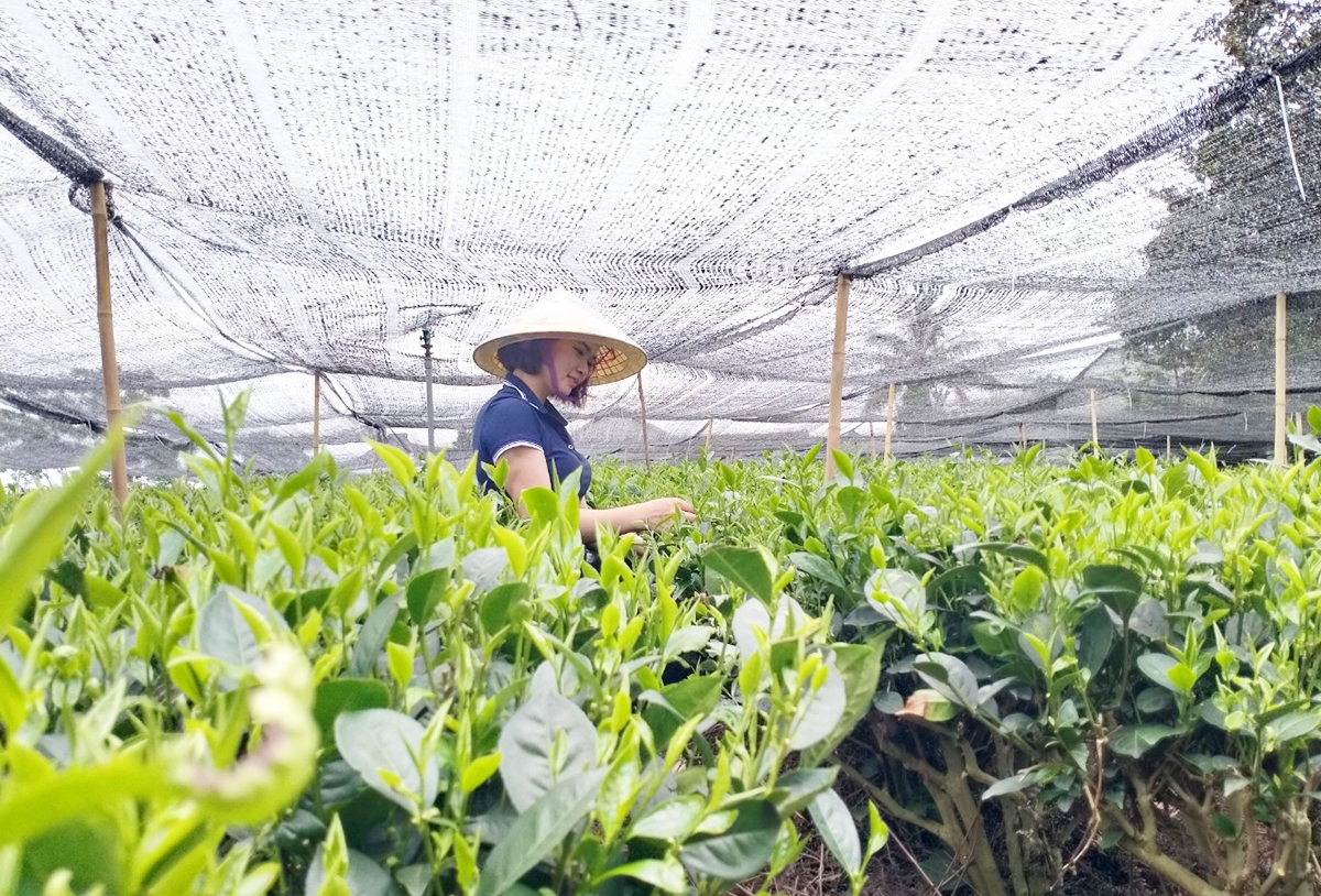 Ứng dụng công nghệ cao vào sản xuất giúp người trồng chè ở Thái Nguyên nâng cao giá trị canh tác.