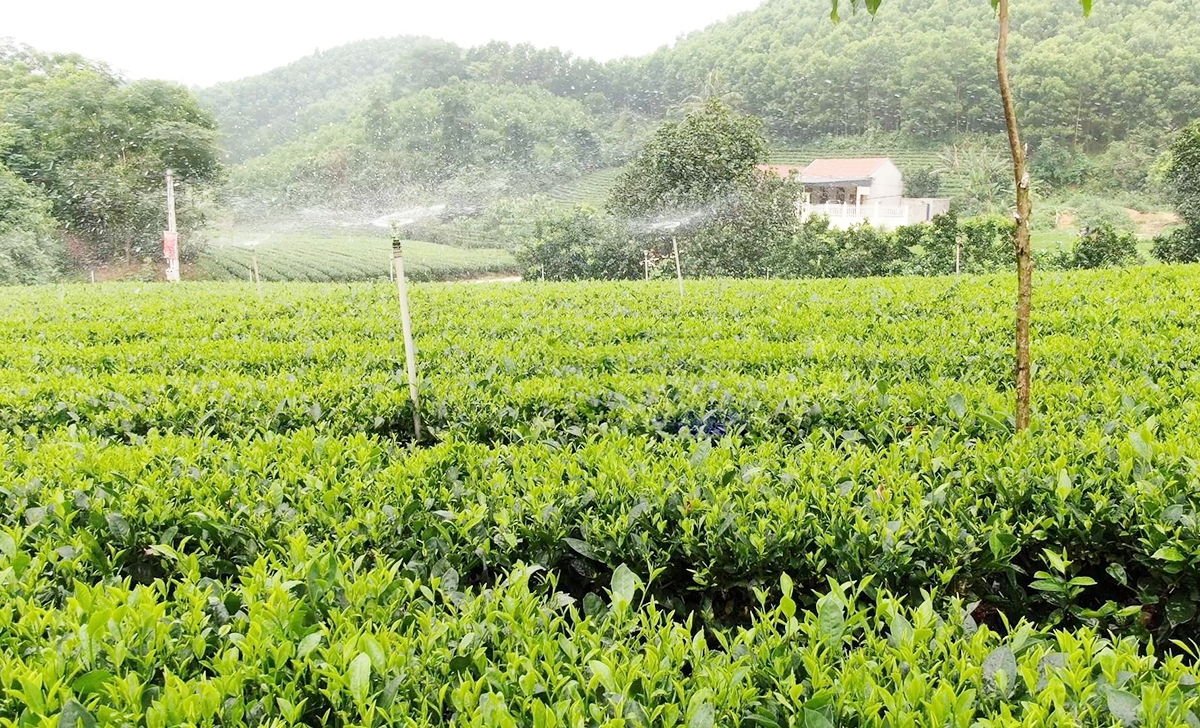 Các công nghệ như tưới tự động giúp nông dân giảm công lao động, tăng năng suất cây trồng.