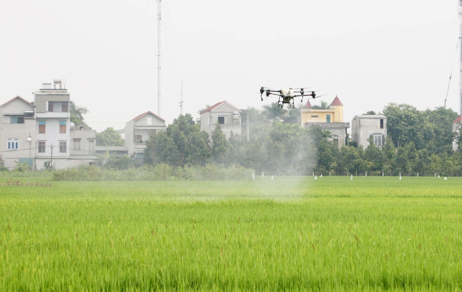 Việc sử dụng máy bay không người lái phục vụ sản xuất đã không còn xa lạ trên những cánh đồng lớn ở Vĩnh Phúc.