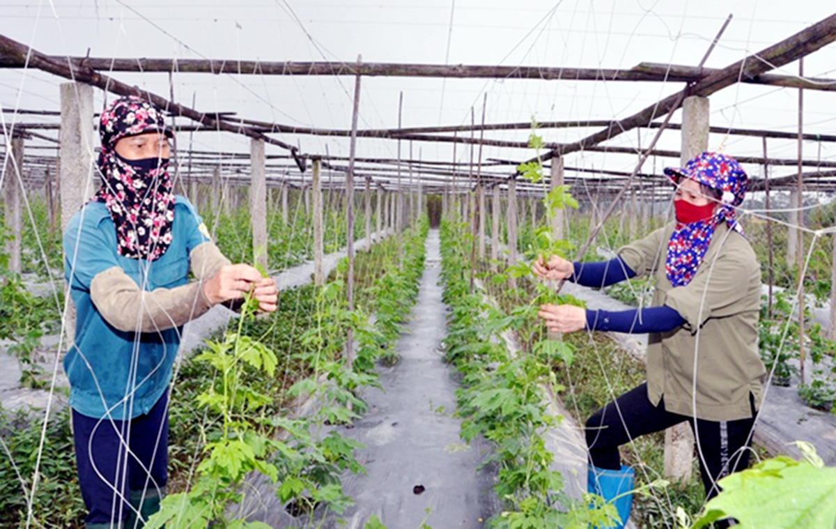 Nhờ ứng dụng hiệu quả khoa học - công nghệ, nông dân giảm công lao động, tăng hiệu quả kinh tế.