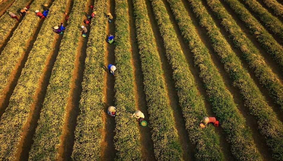 Nếu bảo quản đúng quy trình, sản phẩm trà hoa cúc của HTX RiTi Co.op có thể sử dụng được lâu hơn so với thực tế hạn sử dụng trên bao bì.