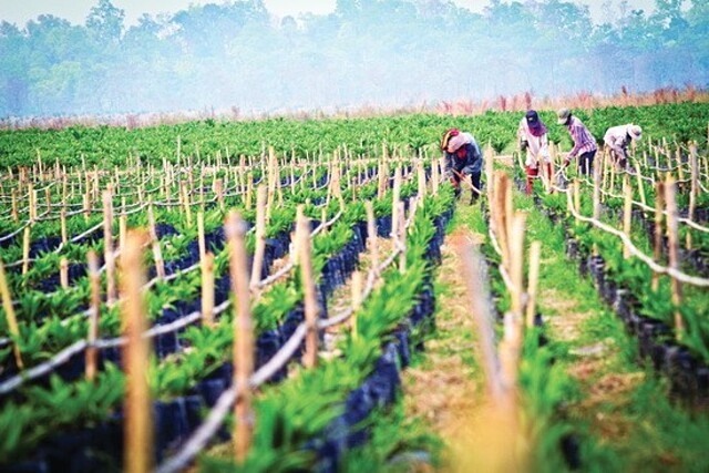 Chốt phiên 22/2, cổ phiếu HNG tăng trần trong tình trạng trắng bên bán. &lpar;Ảnh: Int&rpar;