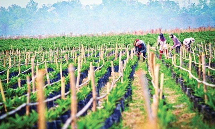 Cổ phiếu HNG bất ngờ tăng trần sau chuỗi ngày khủng hoảng trước nguy cơ bị huỷ niêm yết