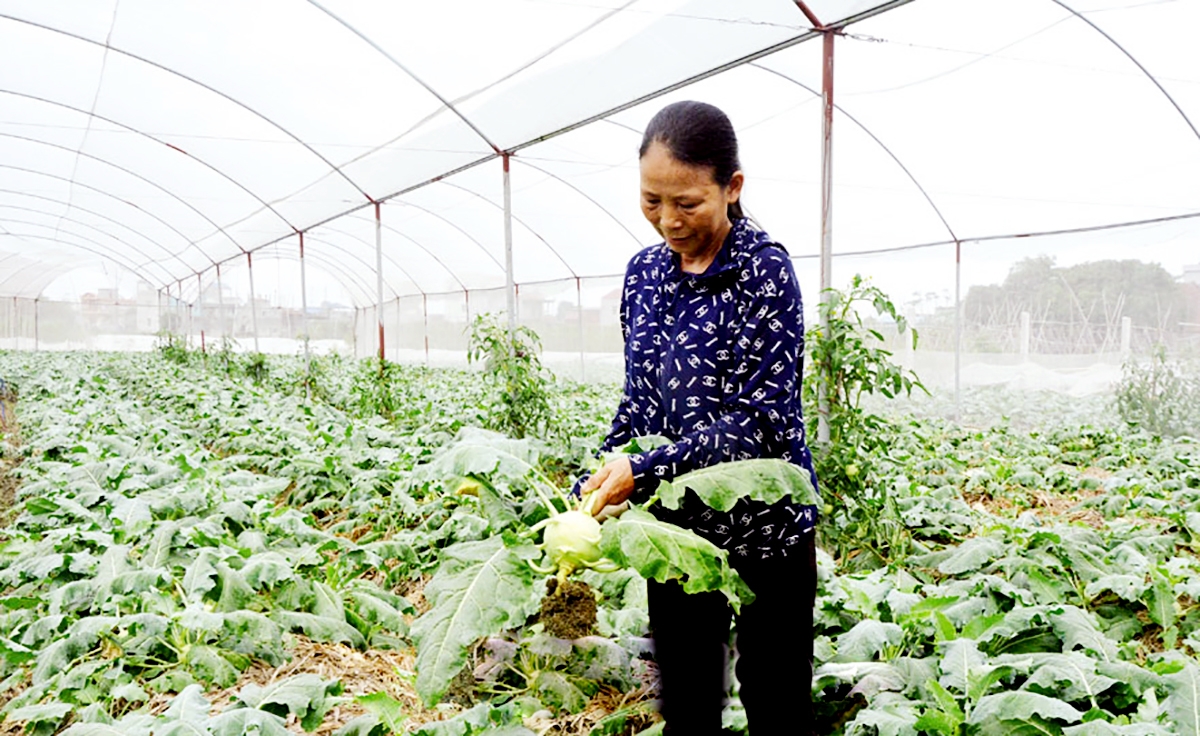 HTX và nông dân trên địa bàn tỉnh Nam Định cũng đang tích cực ứng dụng chuyển đổi số vào quá trình sản xuất, kinh doanh.