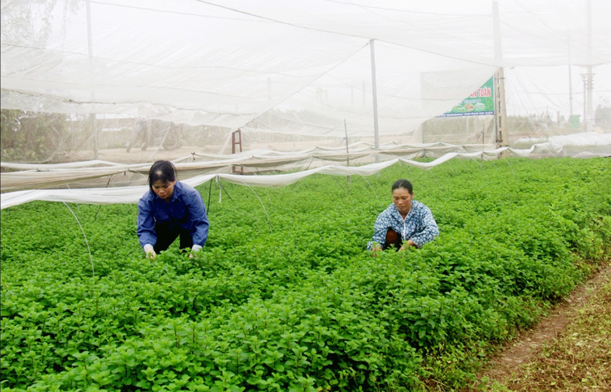 Sản xuất theo hướng hiện đại giúp nông dân tăng giá trị sản xuất.