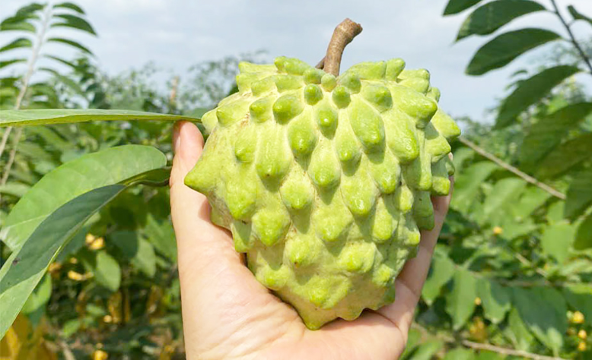 Na Đài Loan là cây trồng mới đang cho giá trị cao tại HTX Lục Ngạn Xanh.