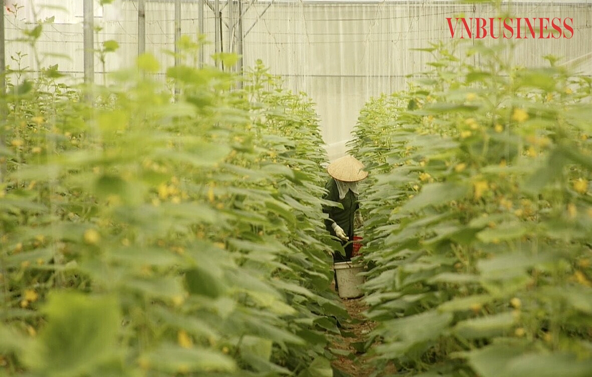 Ứng dụng công nghệ cao đang giúp nông dân Bắc Giang nâng cao giá trị sản xuất.