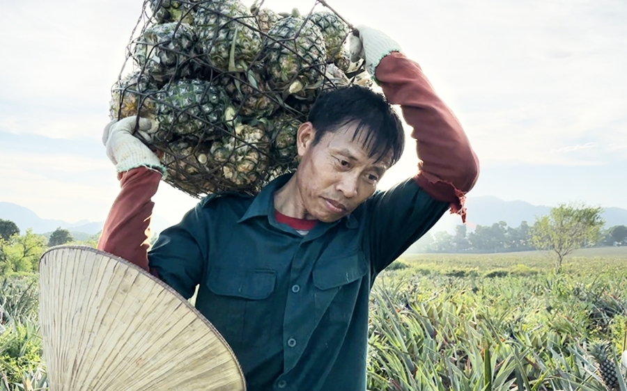 Dứa đang là cây kinh tế chủ lực của nhiều nông dân ở Tam Điệp &lpar;Ảnh: Nguyễn Lựu&rpar;.