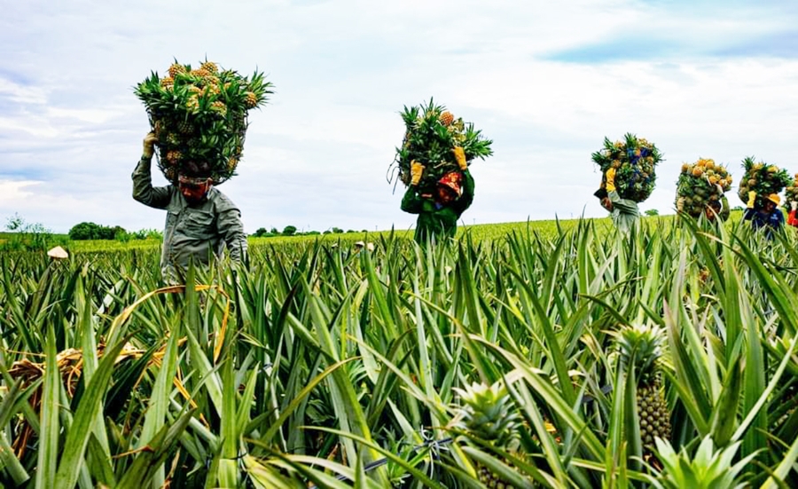 Cùng với sản xuất xanh, vùng trồng dứa ở Tam Điệp ngày càng nổi tiếng, thu hút du khách.