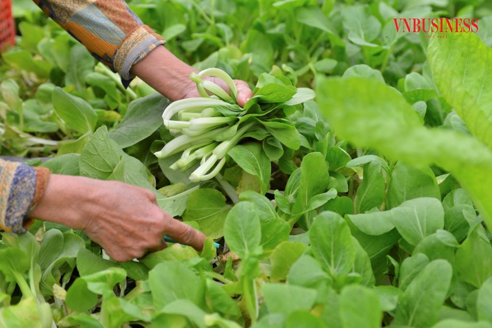 Trung bình mỗi ngày, HTX xuất bán khoảng 800kg rau sạch.