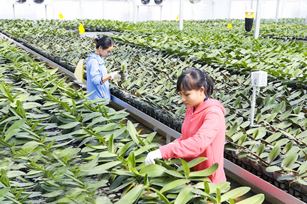 Tỉnh Hà Nam đang thúc đẩy nguồn lực, phát huy vai trò của HTX, doanh nghiệp phát triển nông nghiệp công nghệ cao &lpar;Ảnh: BHN&rpar;.