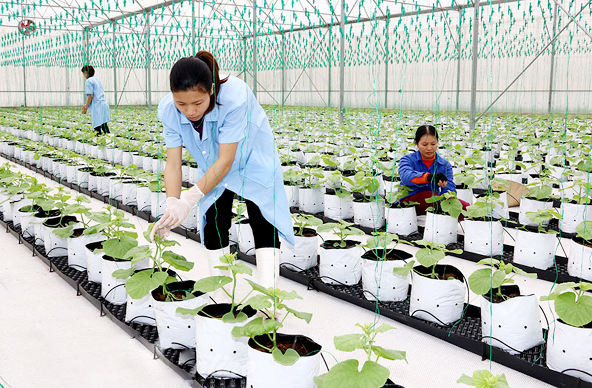 Ứng dụng công nghệ cao là xu hướng tất yếu giúp nông dân hội nhập, nâng cao giá trị sản xuất &lpar;Ảnh: BHN&rpar;.