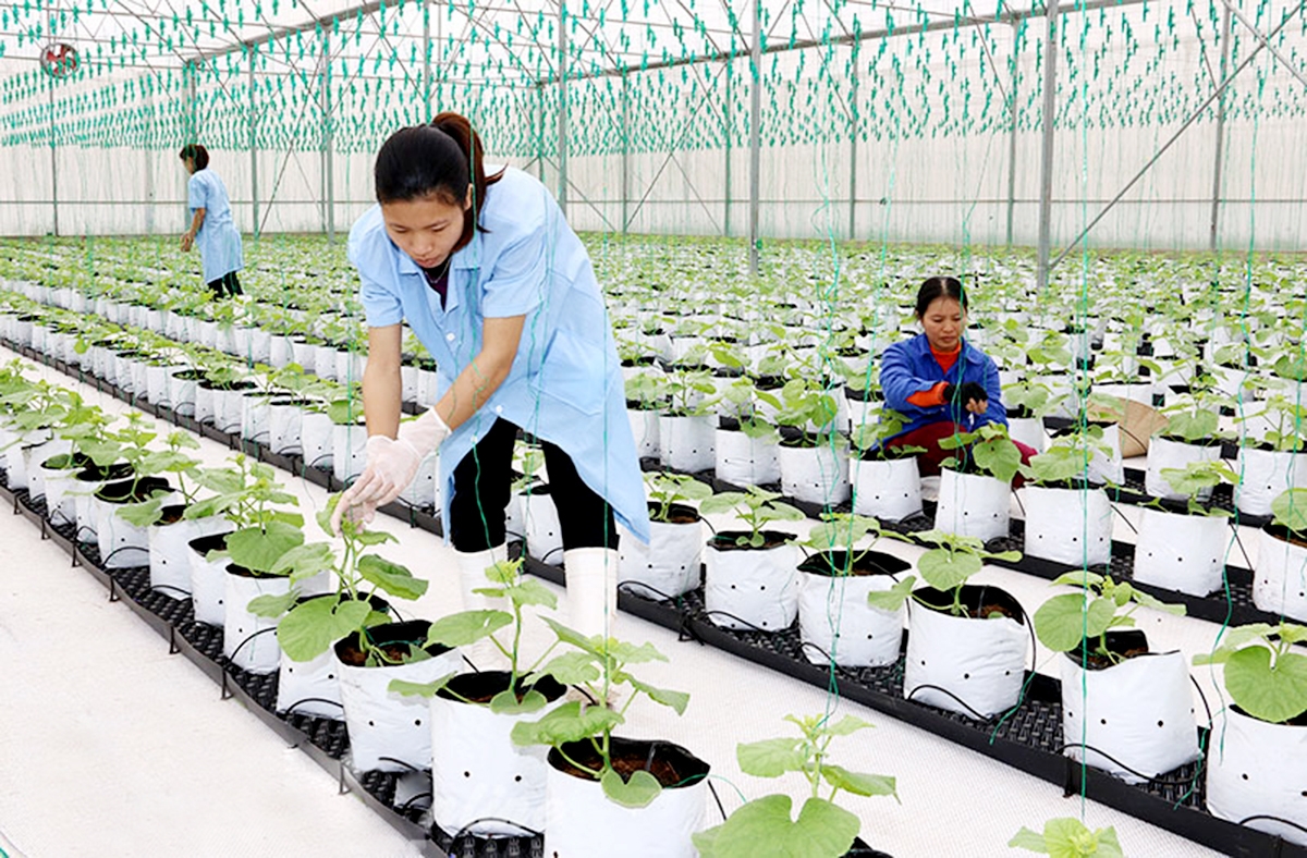 Ứng dụng công nghệ cao là xu hướng tất yếu giúp nông dân hội nhập, nâng cao giá trị sản xuất &lpar;Ảnh: BHN&rpar;.