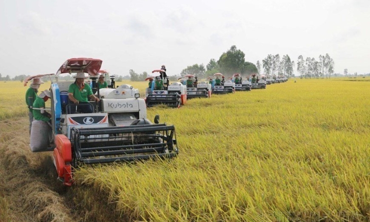 Xuất khẩu lúa gạo liệu còn thuận lợi như năm ngoái?