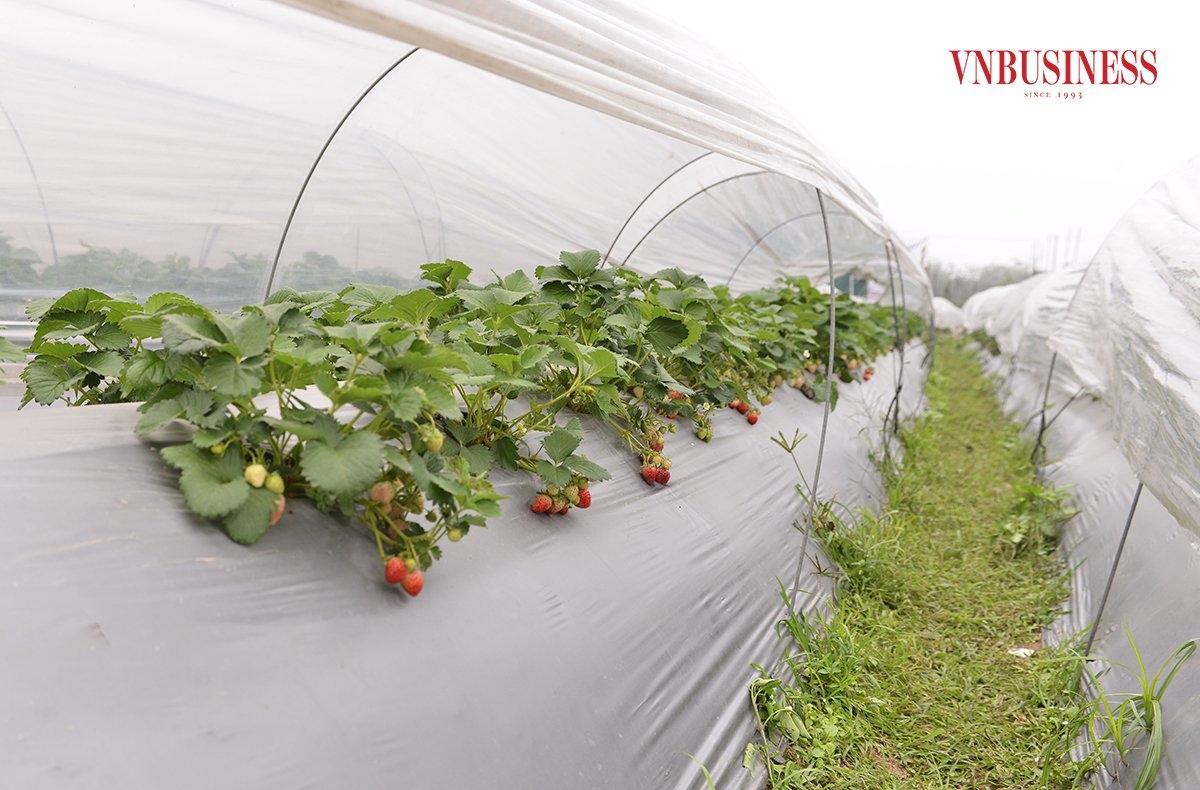 Nhờ vào việc sử dụng công nghệ, Chimi Farm đã có thể sản xuất ra những loại dâu tây và nho có chất lượng cao, thu hút được sự quan tâm của người tiêu dùng và du khách.