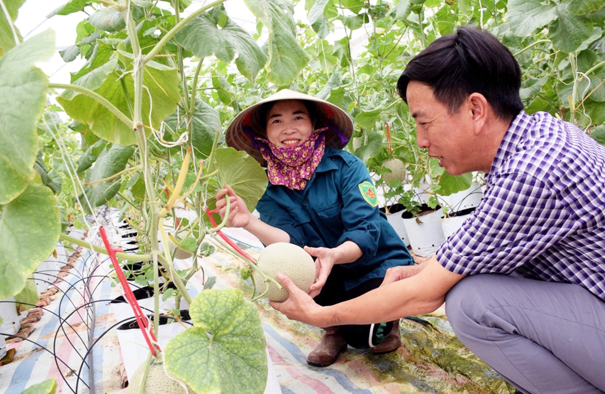 Ứng dụng công nghệ cao mang lại giá trị sản xuất cao hơn cho nông dân Yên Thành &lpar;Ảnh: BNA&rpar;.