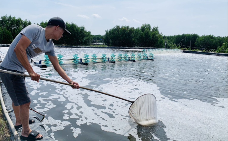 Người nuôi tôm ở xã Mỹ Thành nói riêng, huyện Phù Mỹ nói chung đang bước vào một mùa vụ mới với nhiều hy vọng và cơ hội đột phá mới.