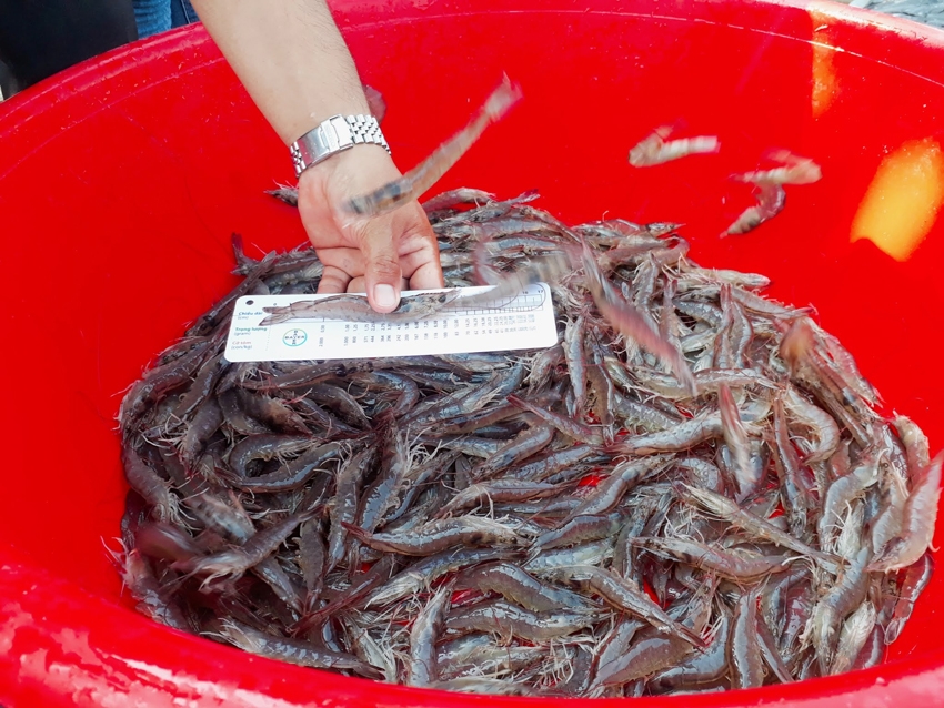 Nhờ giảm thiểu chi phí, tôm nuôi đạt năng suất cao, HTX Thủy sản Mỹ Thành thu về hơn 7 tỷ lợi nhuận trong năm 2023.