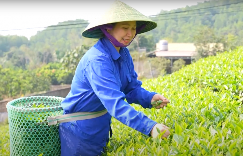 HTX Thịnh An khẳng định vai trò của phụ nữ trong phát triển kinh tế tập thể, HTX.