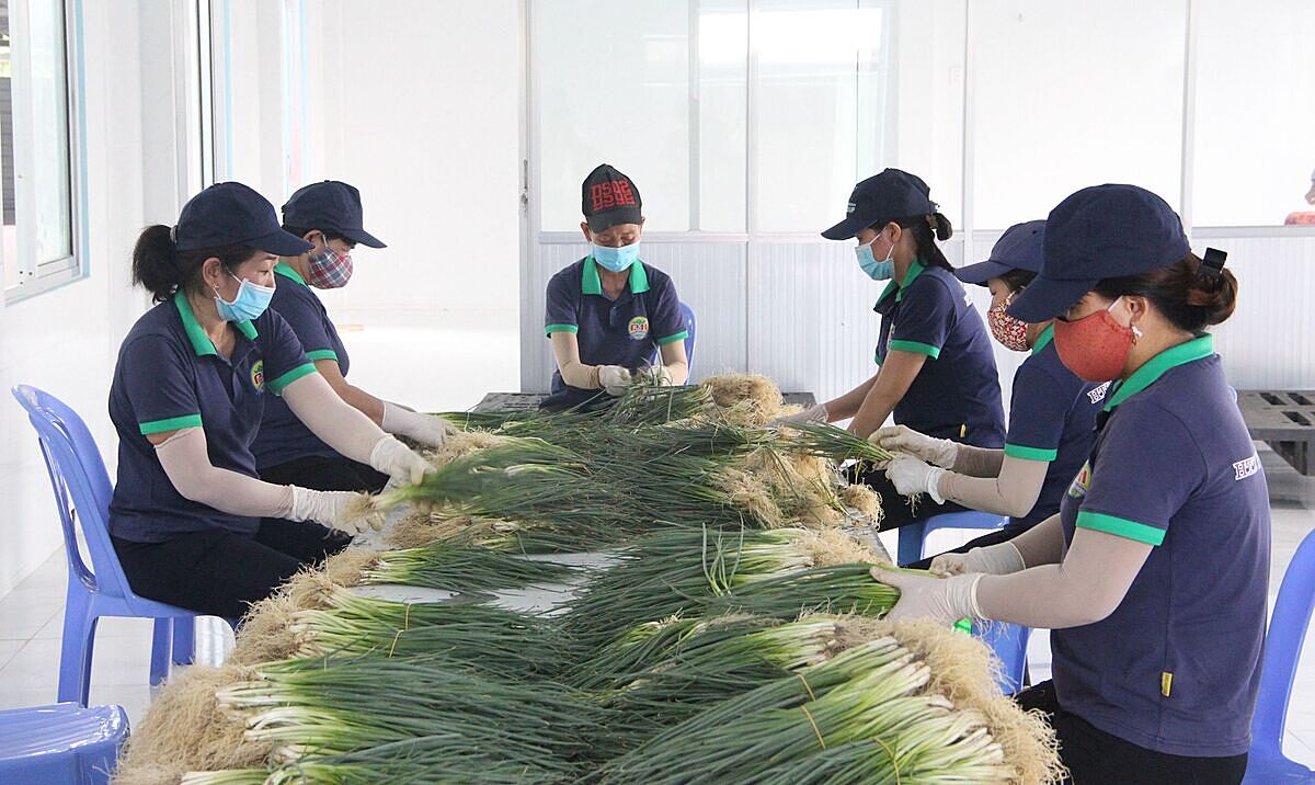 Rộng đầu ra ở thị trường nội địa tạo thuận lợi nhiều mặt cho các HTX.