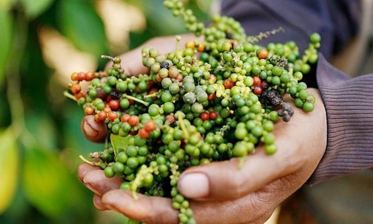 Ngành hồ tiêu đón sóng tăng giá mới