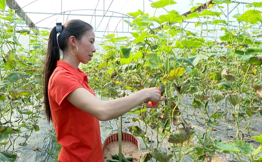 Ngày càng có nhiều nông dân ở Hà Quảng mạnh dạn ứng dụng công nghệ cao vào sản xuất.