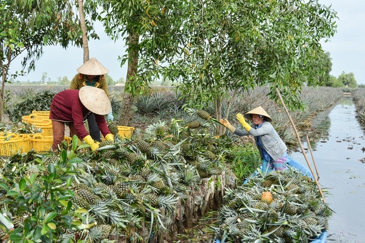 Trong tháng 2/2024, ĐBSCL xuất siêu 630 triệu USD hàng hóa.