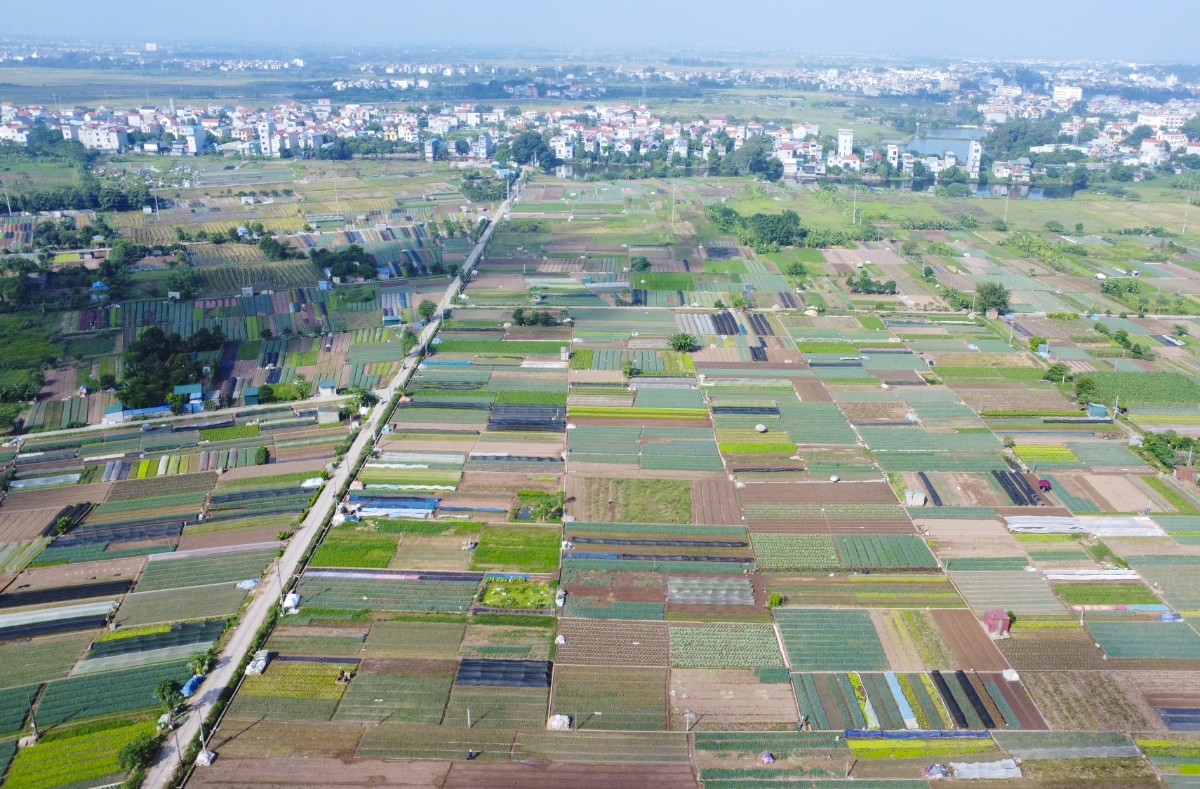 Trên cánh đồng trồng rau củ tại Xã Tráng Việt, huyện Mê Linh, Hà Nội những ngày gần đây đang vào vụ thu hoạch.