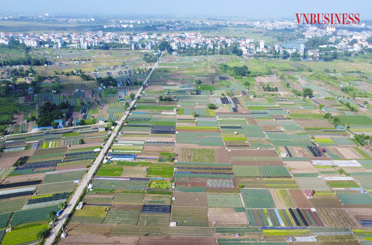 Trên cánh đồng trồng rau củ tại Xã Tráng Việt, huyện Mê Linh, Hà Nội những ngày gần đây đang vào vụ thu hoạch.