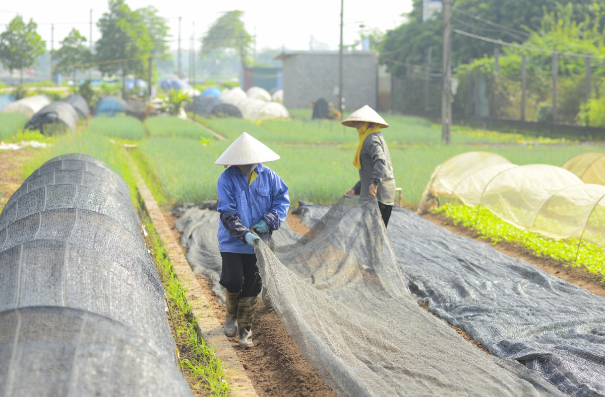 Bên cạnh những ruộng rau đang độ thu hoạch cũng còn nhiều loại rau đang độ phát triển, cần chăm sóc.