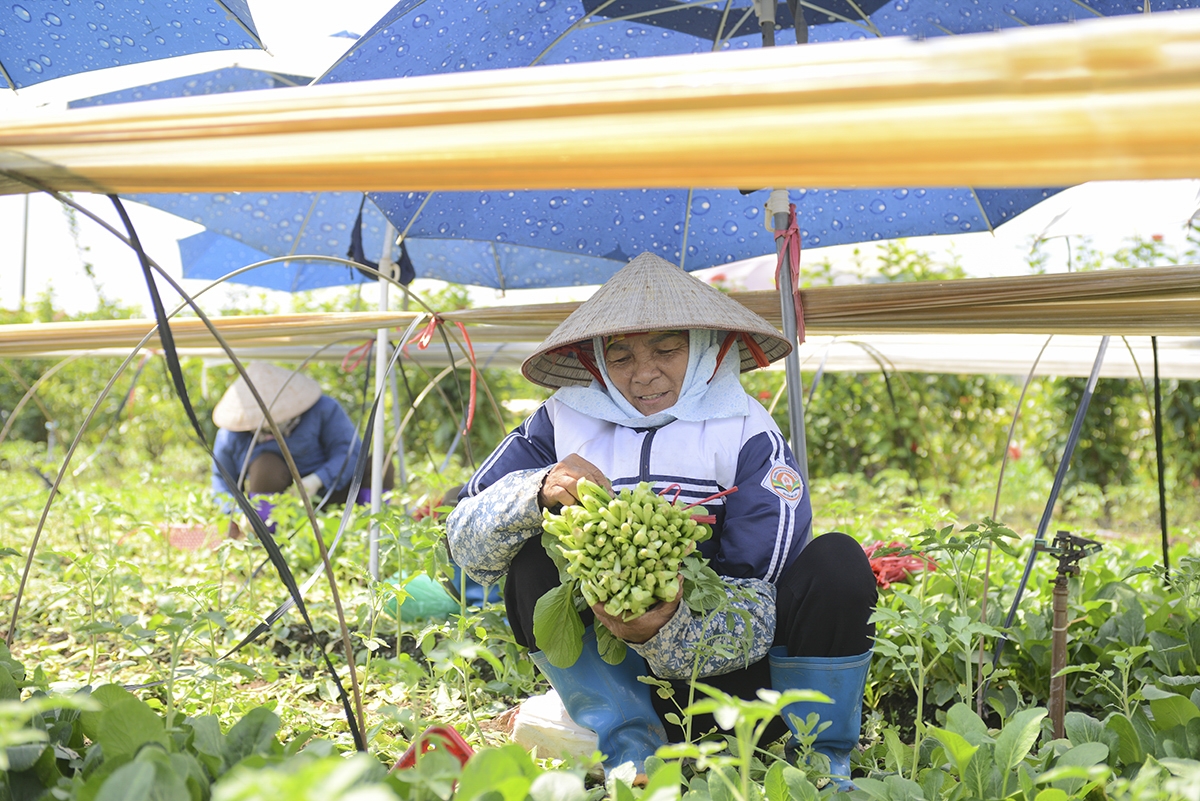 Những ngày này, bà con nơi đây nhanh tay thu hoạch lứa rau cải ngọt đang đến độ “mơn mởn” được gieo, trồng trước Tết.