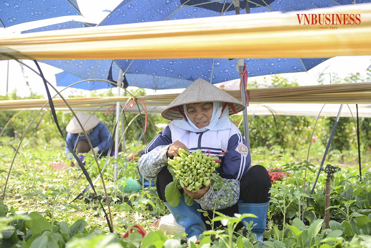 Những ngày này, bà con nơi đây nhanh tay thu hoạch lứa rau cải ngọt đang đến độ “mơn mởn” được gieo, trồng trước Tết.