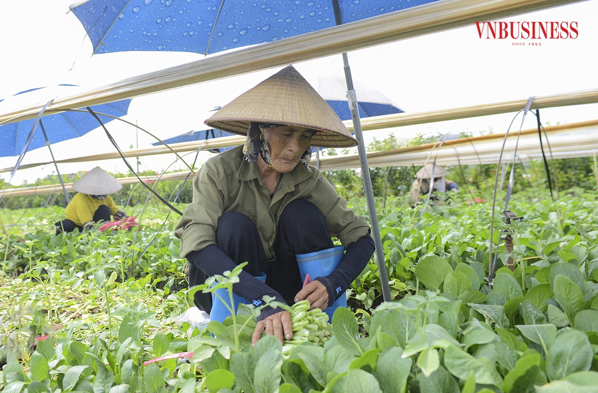 Bà Nguyễn Thị Dịu – Thành viên HTX DVTH Đông Cao vui vẻ chia sẻ: Ở đây chúng tôi canh tác nhiều loại rau củ như rau cải ngọt, cải ngồng, cải thìa, bắp cải, súp lơ, su hào... Năm nay thời tiết thuận lợi, cây trồng phát triển tốt, ít sâu bệnh nên người trồng rau chúng tôi cũng đỡ vất vả hơn. Nhưng được mùa thì mất giá, cách đây khoảng một tháng, giá rau cải chỉ khoảng 1.000 - 2.000 đồng/kg. Mấy ngày trở lại đây, giá rau bắt đầu tăng nên bà con chúng tôi rất phấn khởi.