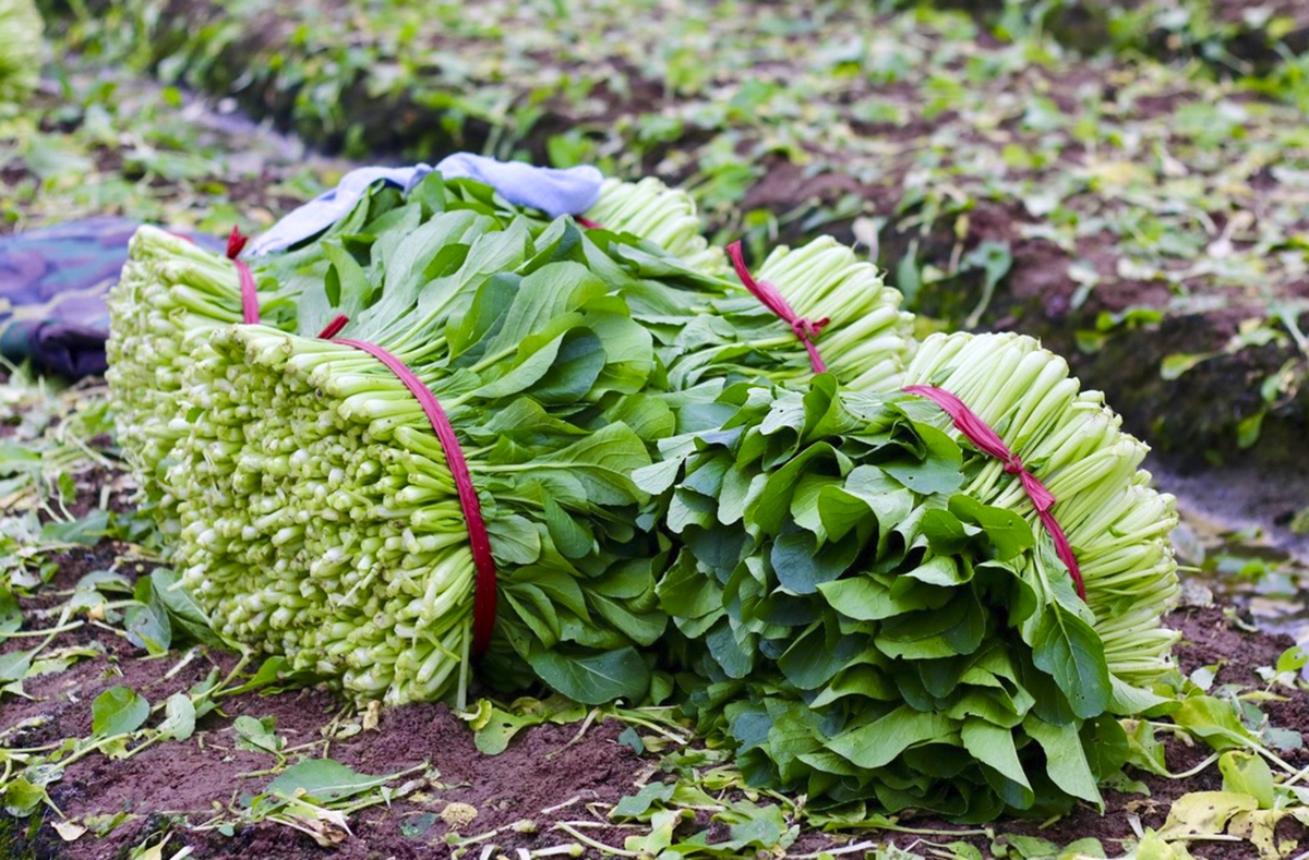 Tại xã Tráng Việt, rau được trồng quanh năm và thời gian thu hoạch ngắn. Đối với cải ngọt chỉ cần 30 - 35 ngày là có thể thu hoạch được, còn su hào khoảng 75 ngày, bắp cải khoảng 90 ngày,...