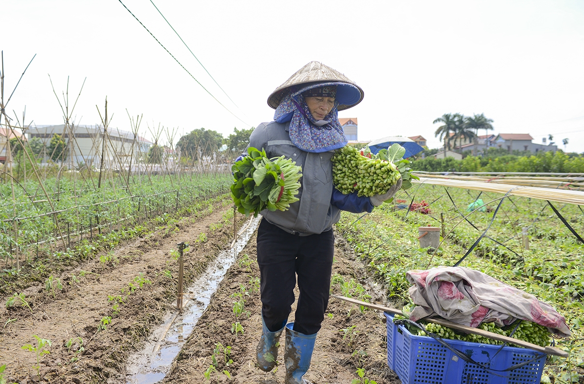 Còn tùy vào thời tiết thì sản lượng rau trồng thu được cũng khác nhau. Khi trời nồm ẩm, rau nhanh phát triển nhưng cũng là lúc rau dễ bị dập, thối. Nếu trời rét cây sẽ thường lâu thu hoạch hơn dự kiến, Bà Dịu cho hay.