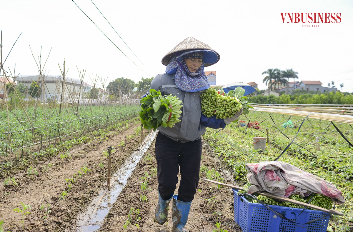 Còn tùy vào thời tiết thì sản lượng rau trồng thu được cũng khác nhau. Khi trời nồm ẩm, rau nhanh phát triển nhưng cũng là lúc rau dễ bị dập, thối. Nếu trời rét cây sẽ thường lâu thu hoạch hơn dự kiến, Bà Dịu cho hay.