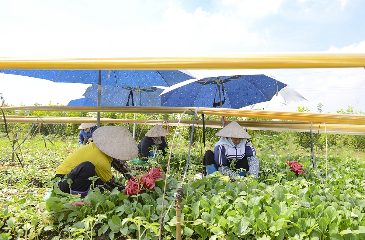 Tại đây, người dân thường đổi công cho nhau để thu hoạch. Một vài nhà sẽ tập trung lại thu hoạch cho từng nhà một. Còn nếu thuê người làm, tiền công khoảng 300.000 đồng/ngày với những đợt giá rau cao, vào thời điểm giá rau thấp, tiền công cũng giảm xuống còn 260.000 đồng/ngày.