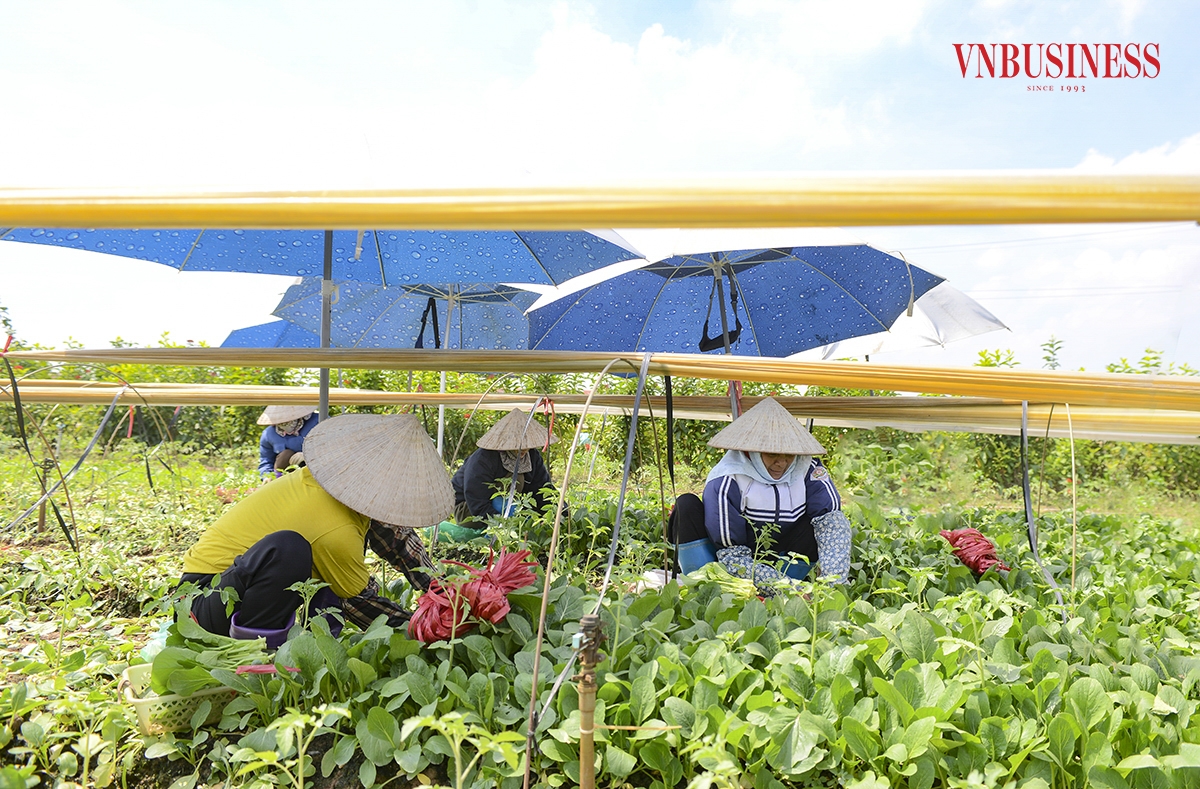 Tại đây, người dân thường đổi công cho nhau để thu hoạch. Một vài nhà sẽ tập trung lại thu hoạch cho từng nhà một. Còn nếu thuê người làm, tiền công khoảng 300.000 đồng/ngày với những đợt giá rau cao, vào thời điểm giá rau thấp, tiền công cũng giảm xuống còn 260.000 đồng/ngày.