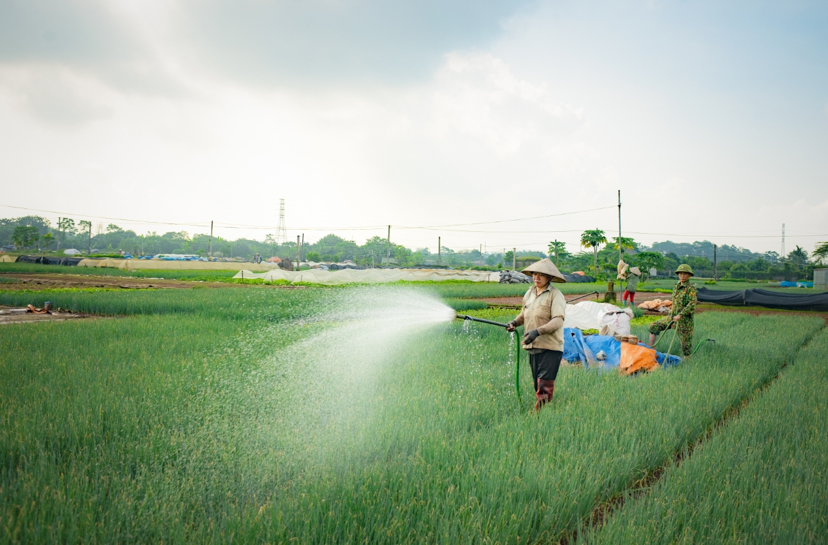 Trung bình mỗi năm, bà con gieo trồng được 4-5 lứa rau. Mỗi ngày, các vựa rau của Mê Linh cung ứng cho các thị trường từ 150 - 200 tấn rau an toàn.