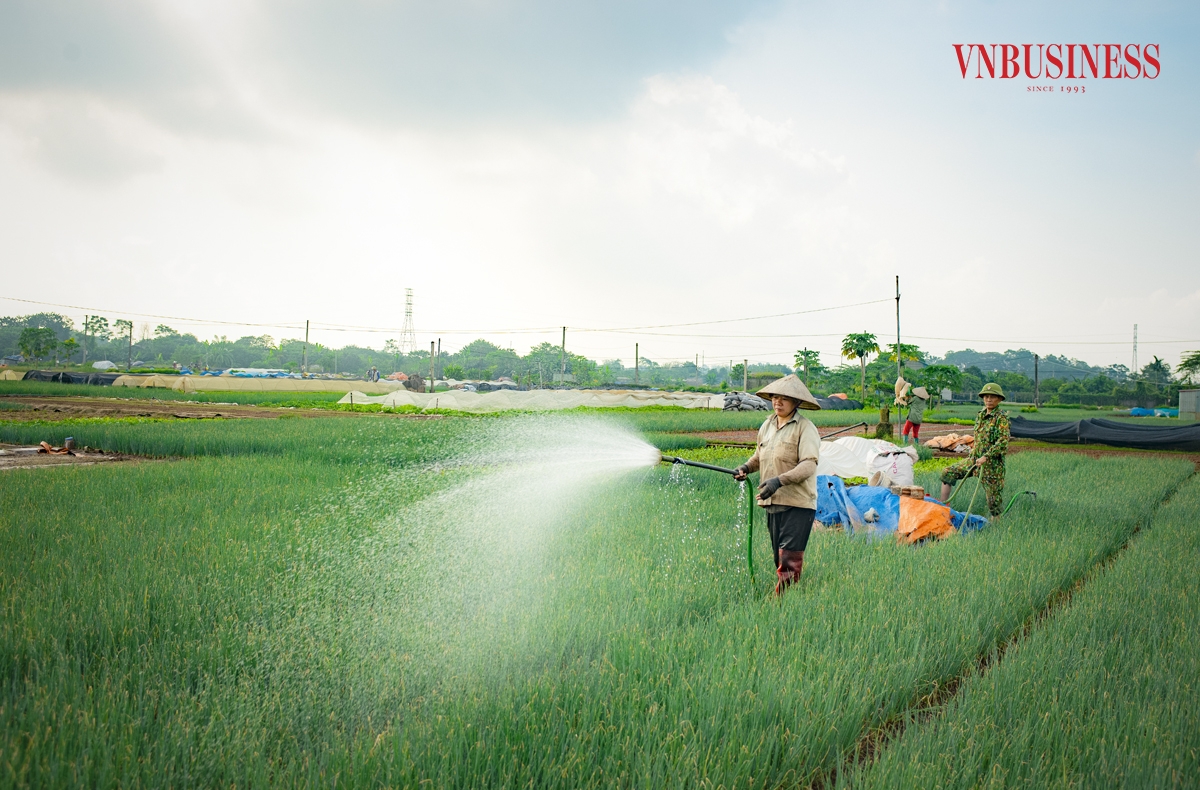 Trung bình mỗi năm, bà con gieo trồng được 4-5 lứa rau. Mỗi ngày, các vựa rau của Mê Linh cung ứng cho các thị trường từ 150 - 200 tấn rau an toàn.