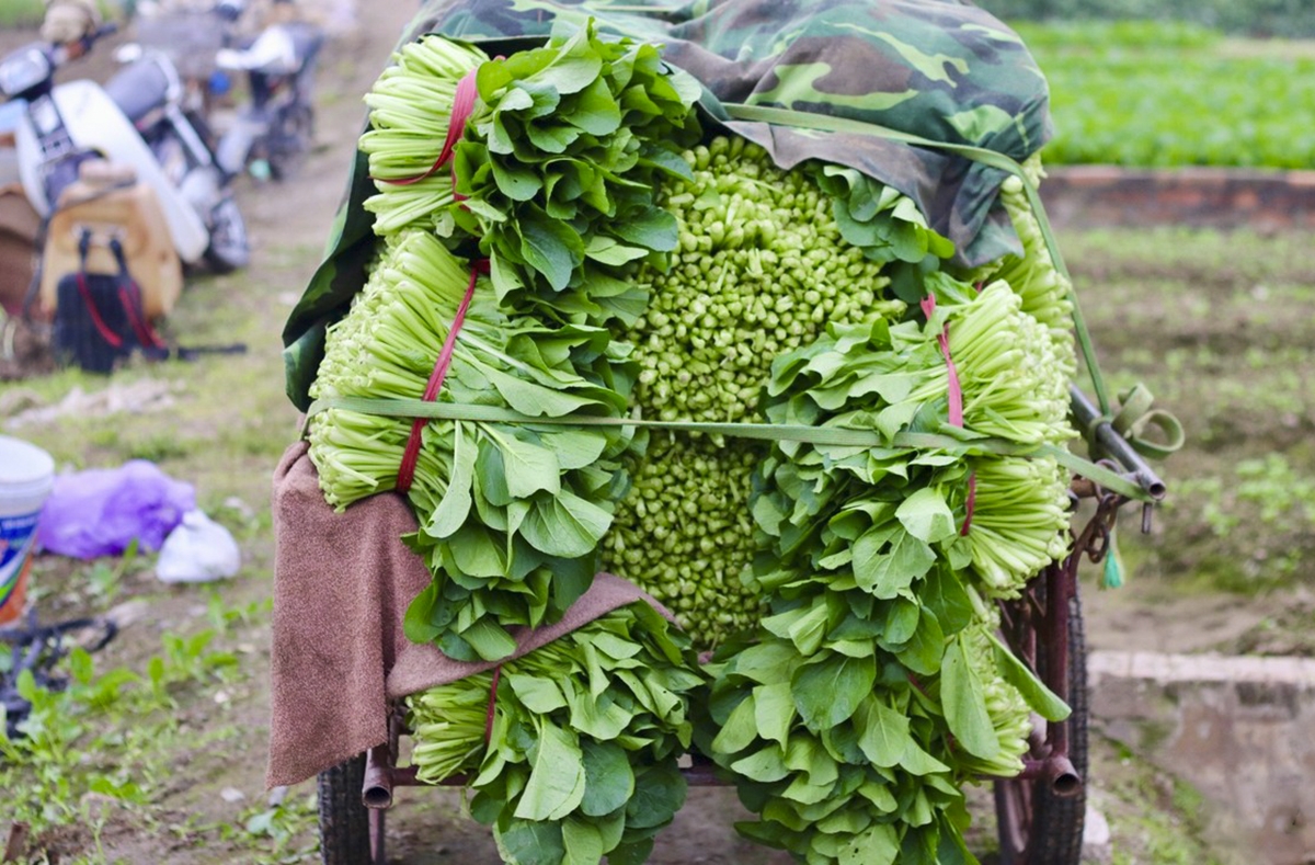 Không chỉ tiêu thụ ổn định trên địa bàn Hà Nội, sản phẩm nông sản của bà con huyện Mê Linh mà còn được đưa đi tiêu thụ ở nhiều địa phương khác, như: Hải Dương, Hải Phòng, Bắc Ninh, Hưng Yên, Thanh Hóa, Nghệ An…