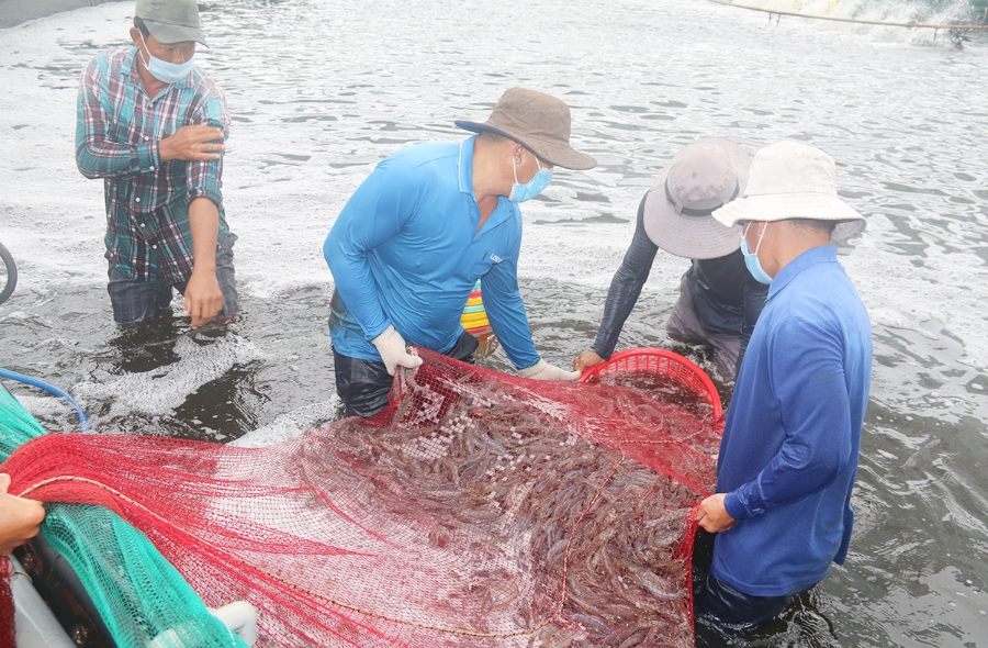 Các HTX đang thể hiện vai trò tích cực trong phát triển nông nghiệp công nghệ cao ở Bà Rịa Vũng Tàu &lpar;Ảnh: BBRVT&rpar;.