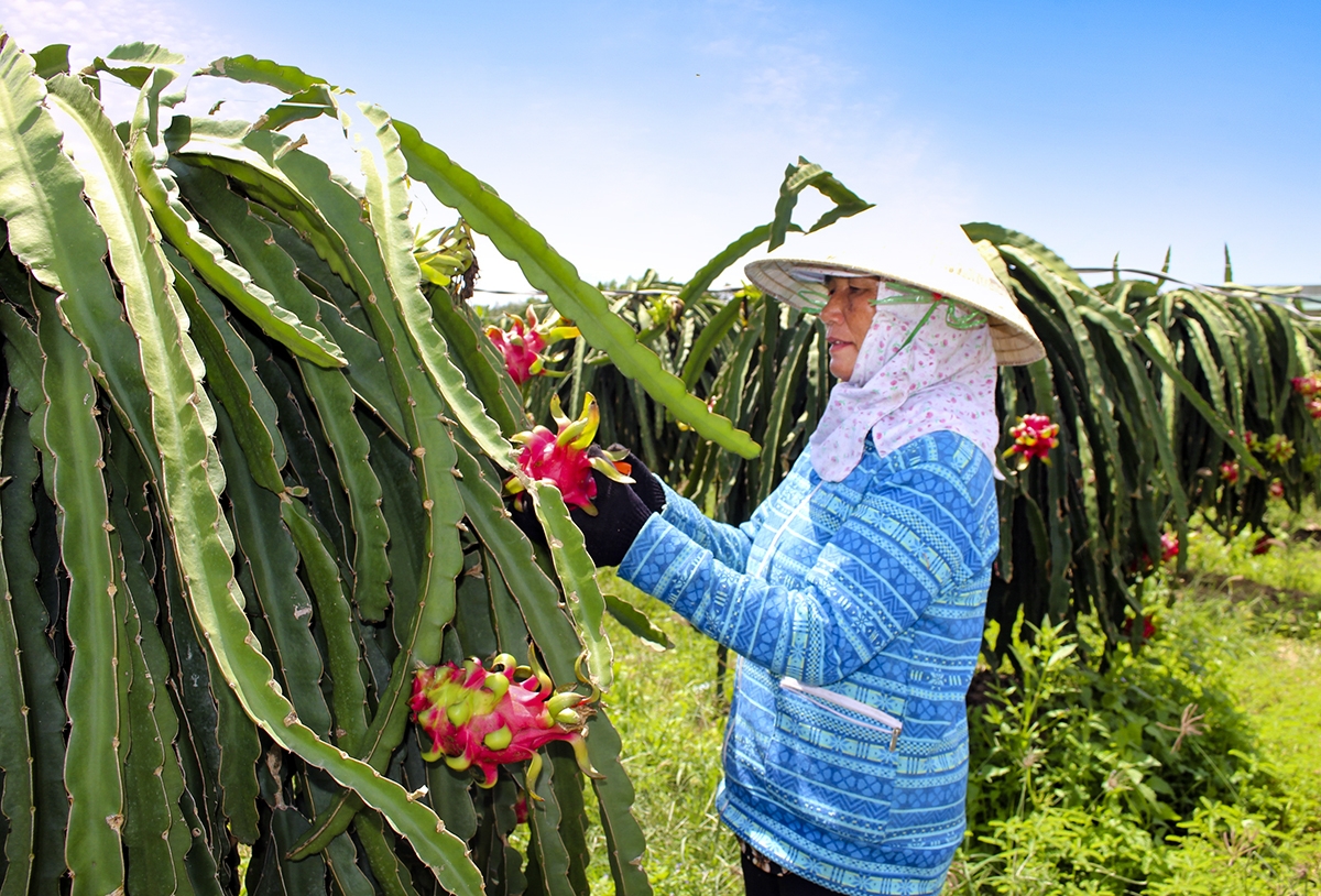 Ứng dụng công nghệ cao giúp nông dân giảm phụ thuộc thời tiết, nâng cao năng suất &lpar;Ảnh: BBRVT&rpar;.