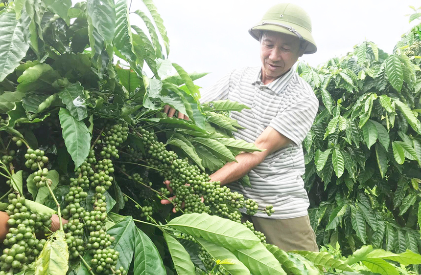Ngành cà phê Đắk Nông hướng tới sản xuất sạch theo tiêu chuẩn thế giới.