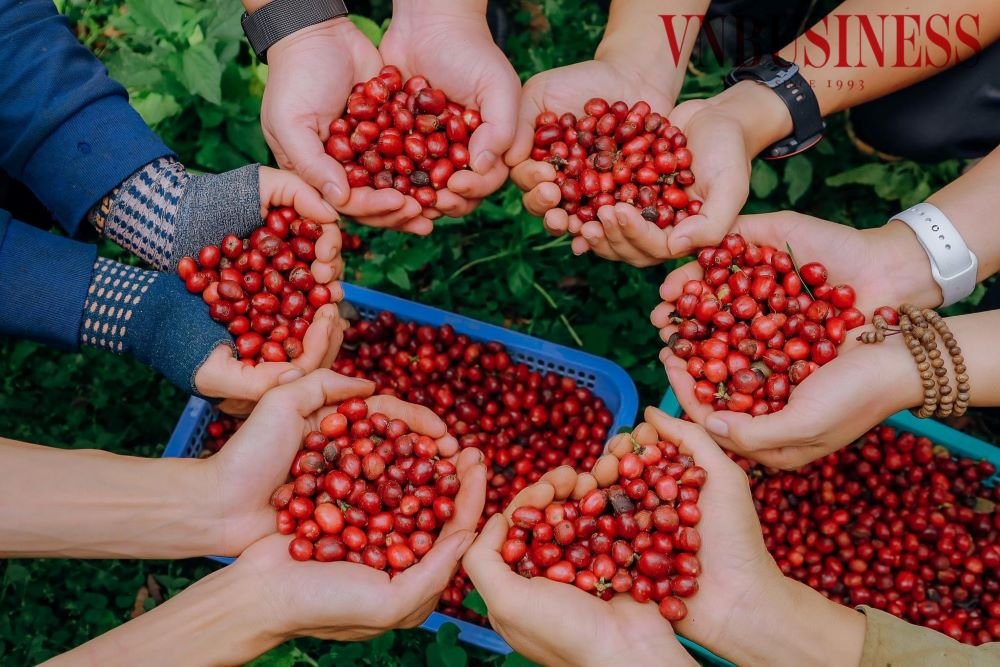 Chất lượng cà phê được nâng lên nhờ áp dụng khoa học công nghệ, giá bán từ đó cũng tăng đáng kể.